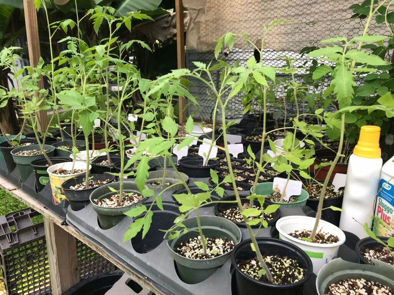 New Plants Fruit Faster In Cooler Weather New Plants Fruit Faster In Cooler Weather
