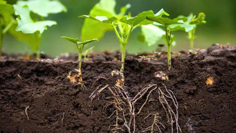 New Roots Cannot Reach Deep Moisture Yet New Roots Cannot Reach Deep Moisture Yet