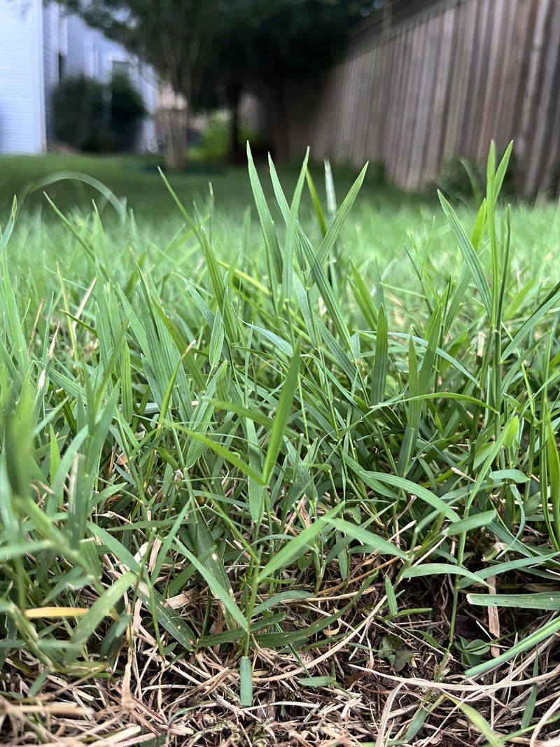 New Seedlings Can Keep Appearing After Older Plants Are Gone