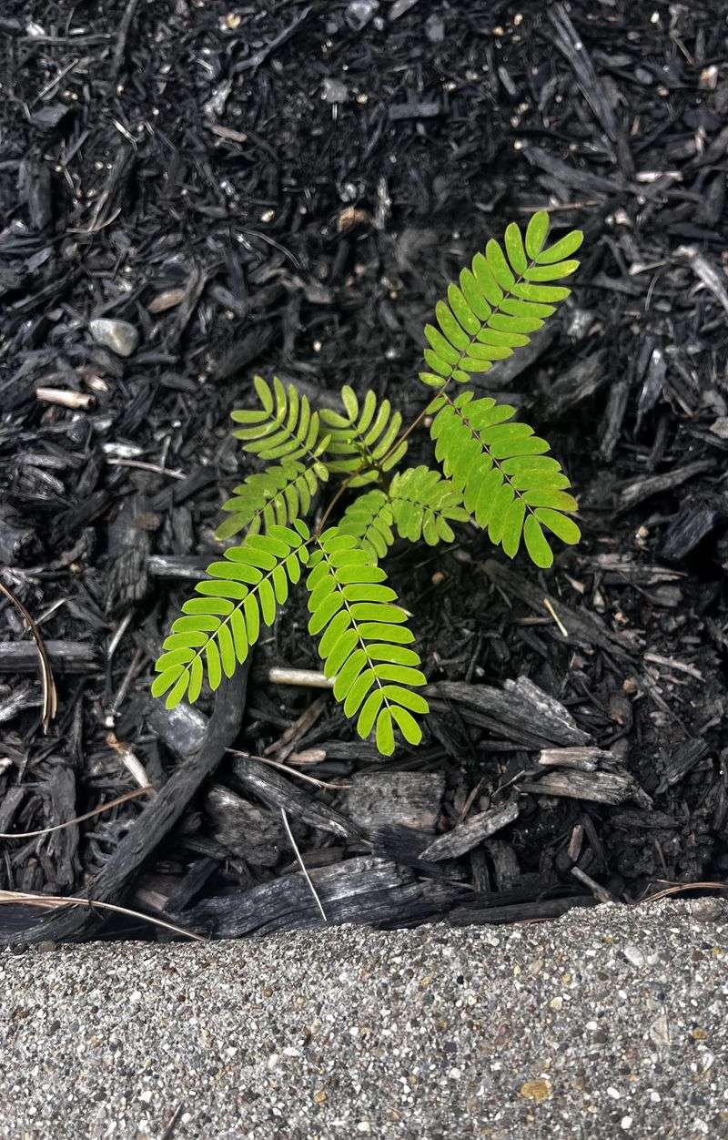 New Seedlings Can Keep Appearing For Years