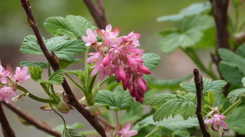 New Shrubs Get A Head Start On Spring Growth