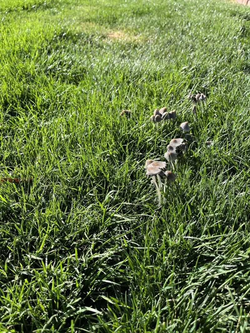 New Sod Can Bring Hidden Fungi To The Surface New Sod Can Bring Hidden Fungi To The Surface