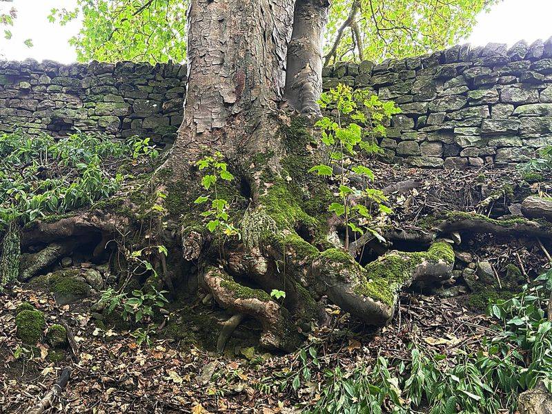 New Trees Cannot Reach Water Like Established Ones New Trees Cannot Reach Water Like Established Ones