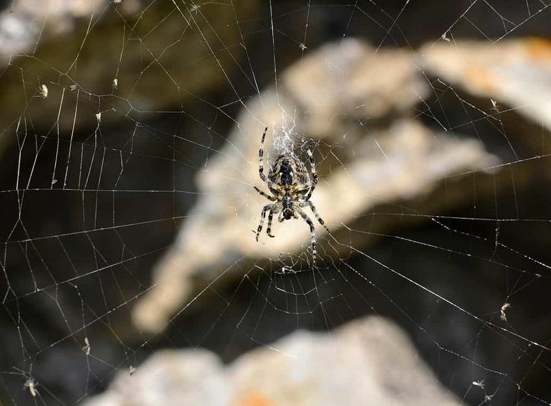 New Webs Usually Appear After The Sun Goes Down New Webs Usually Appear After The Sun Goes Down
