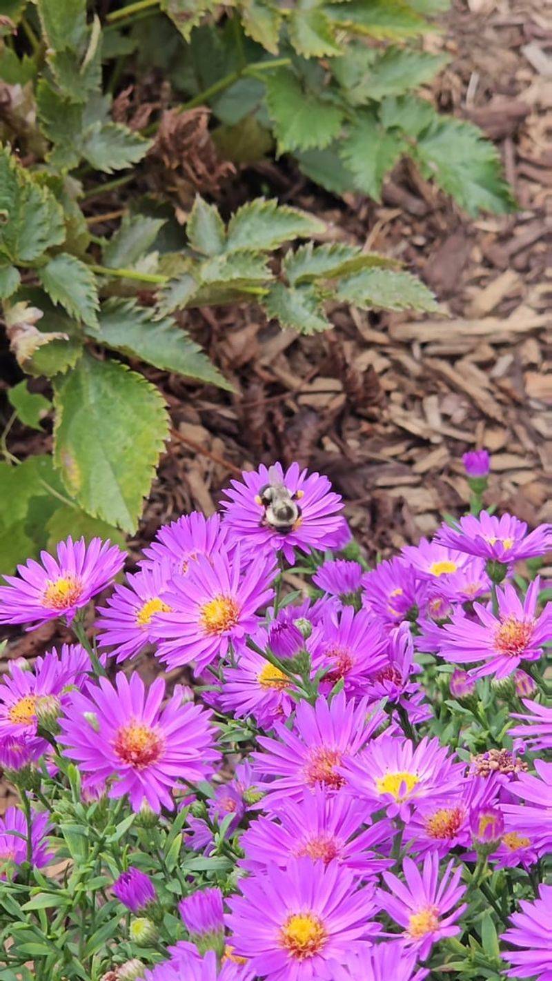 New York Aster Brings Deep Color To September New York Aster Brings Deep Color To September