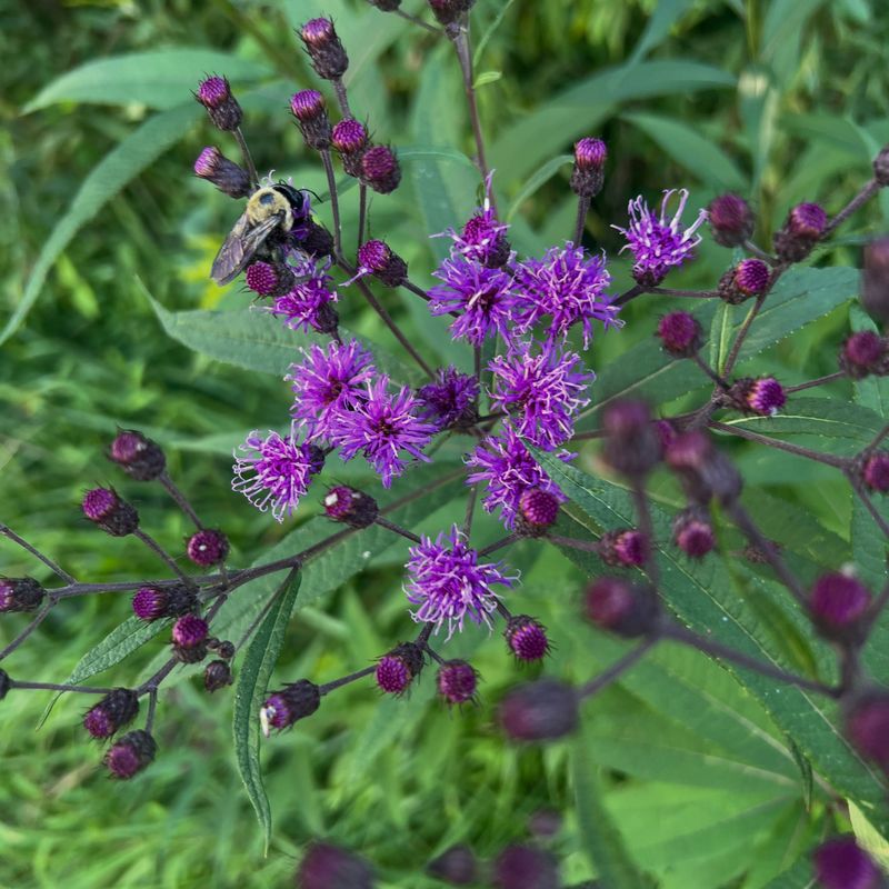 New York Ironweed Adds Tall Purple Blooms New York Ironweed Adds Tall Purple Blooms