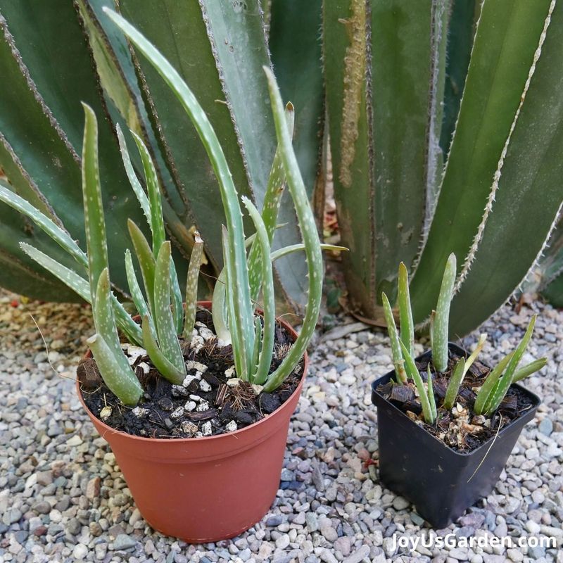 New plantings can need conditional winter water New plantings can need conditional winter water