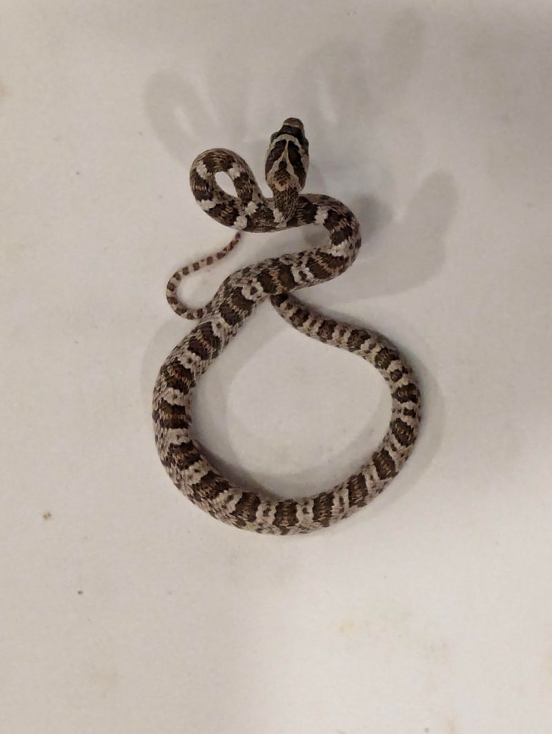 Newborn Snakes Spread Out Across Open Country