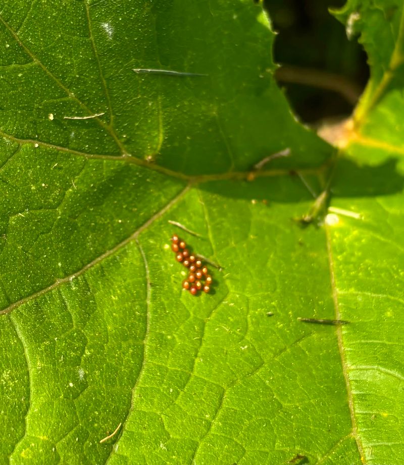 Newly Hatched Nymphs Can Cause Damage Quickly
