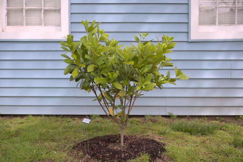 Newly Planted Anise Shrubs Need Closer Moisture Monitoring