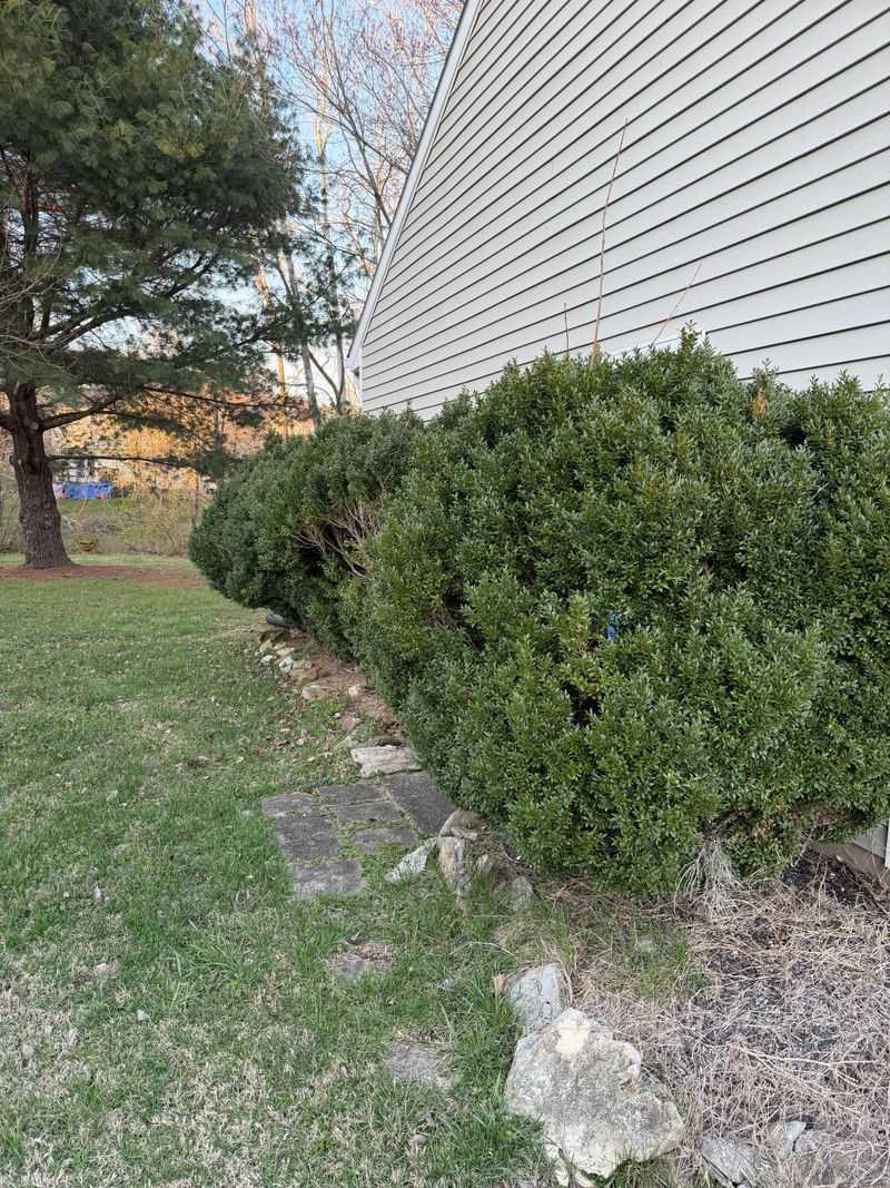 Newly Planted Boxwood Needs Even More Attention Newly Planted Boxwood Needs Even More Attention