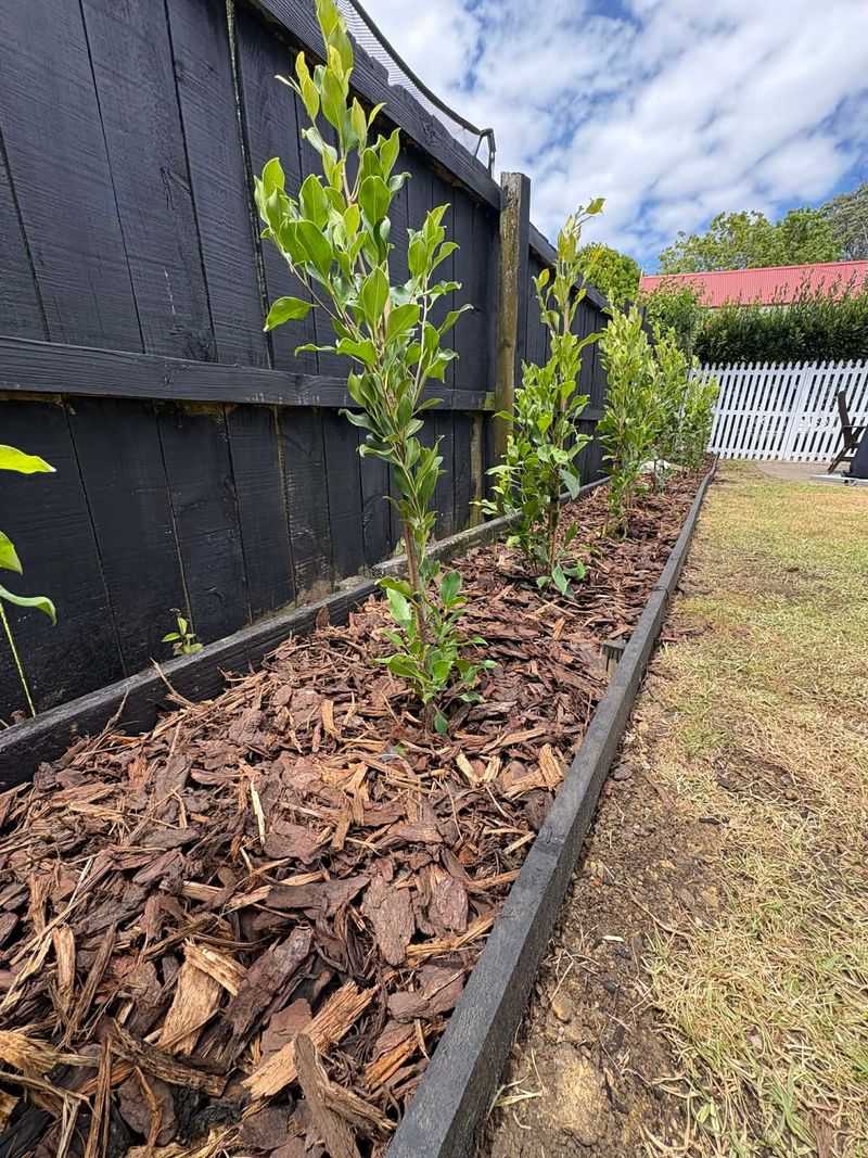 Newly Planted Shrubs Need Extra Attention Newly Planted Shrubs Need Extra Attention