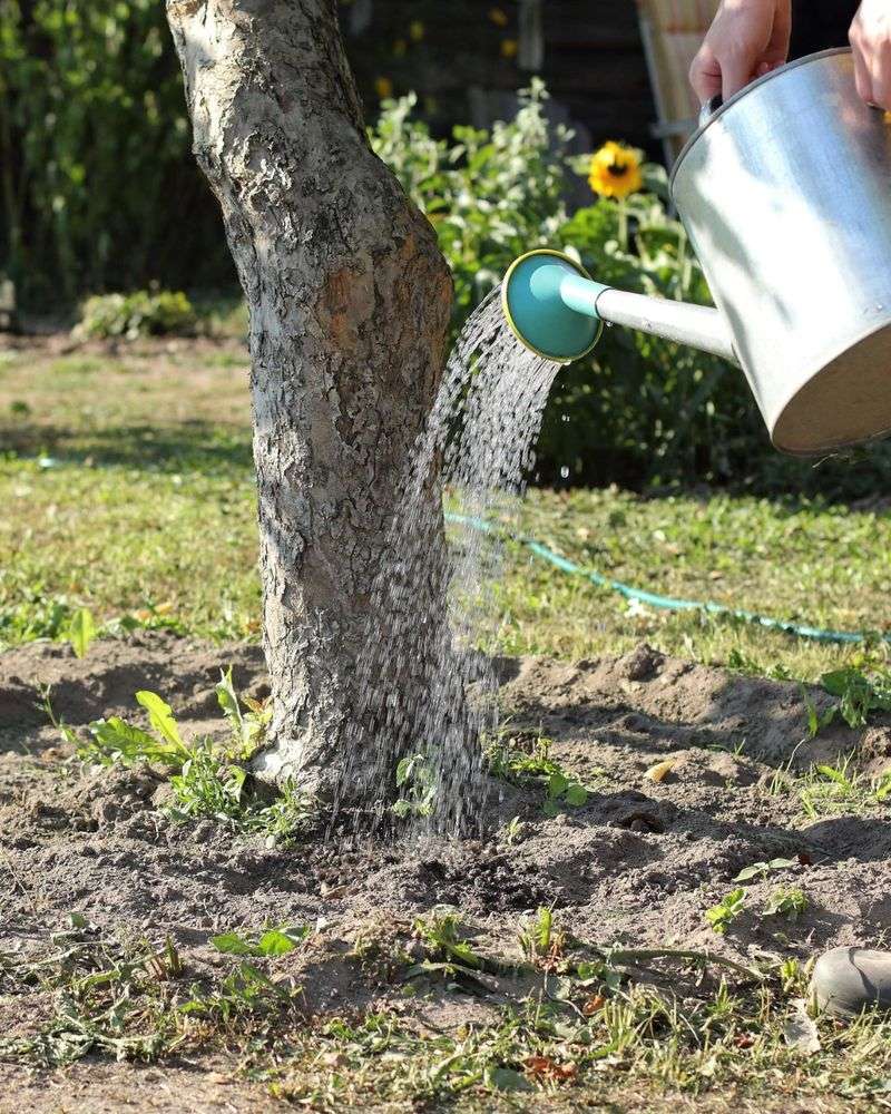 Newly Planted Trees And Shrubs