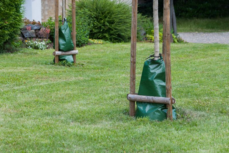 Newly Planted Trees Cannot Wait