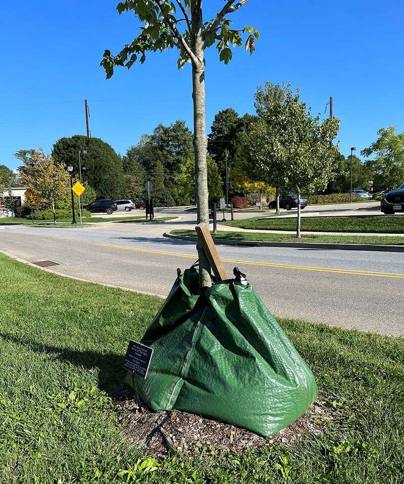 Newly Planted Trees Need It Most