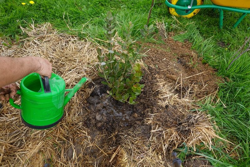 Newly Planted Trees Need Water More Than Fertilizer Newly Planted Trees Need Water More Than Fertilizer