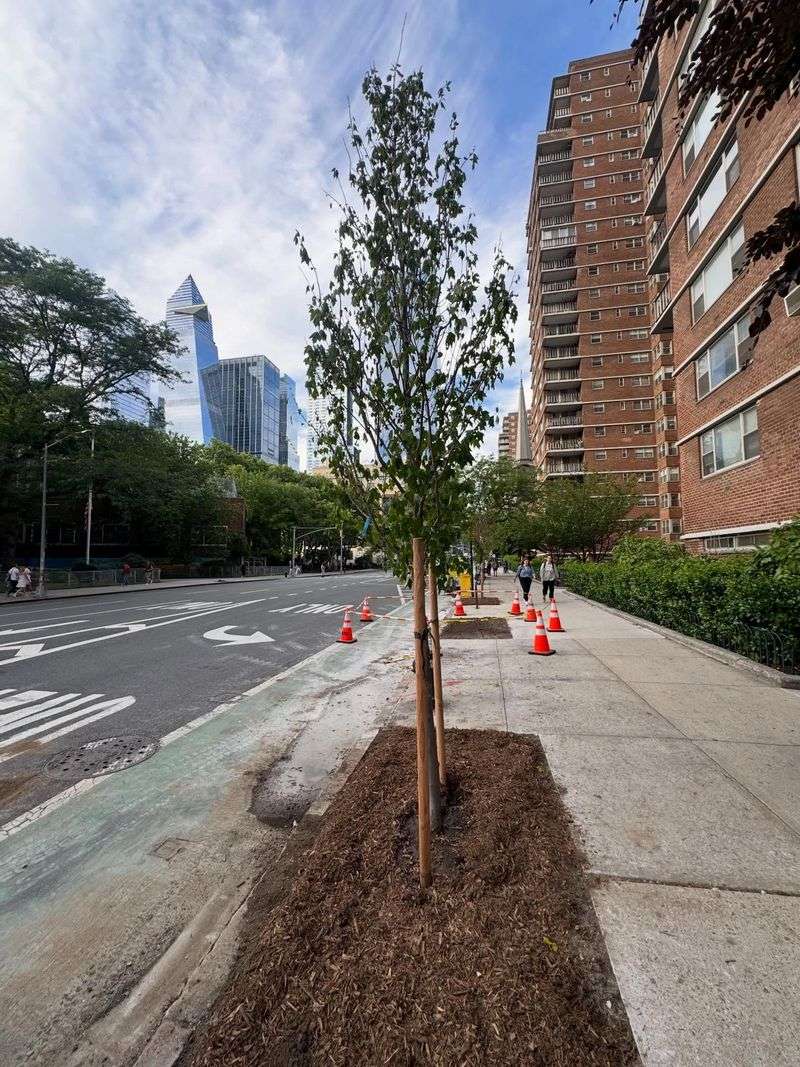 Newly Planted Trees That Benefit From Time Before Fertilization