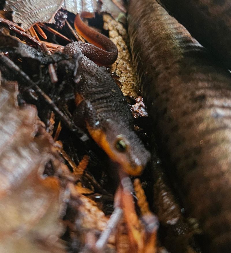 Newts Often Move After Fall Rains