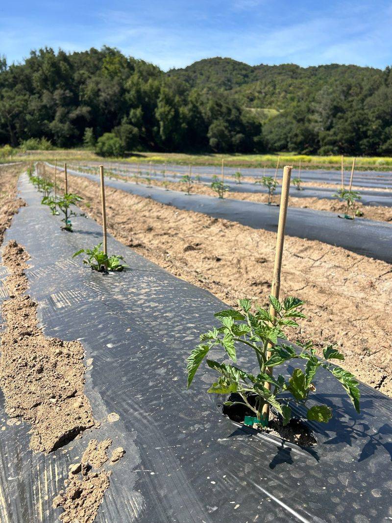 Next Season's Head Start With Earlier Planting And Smarter Varieties