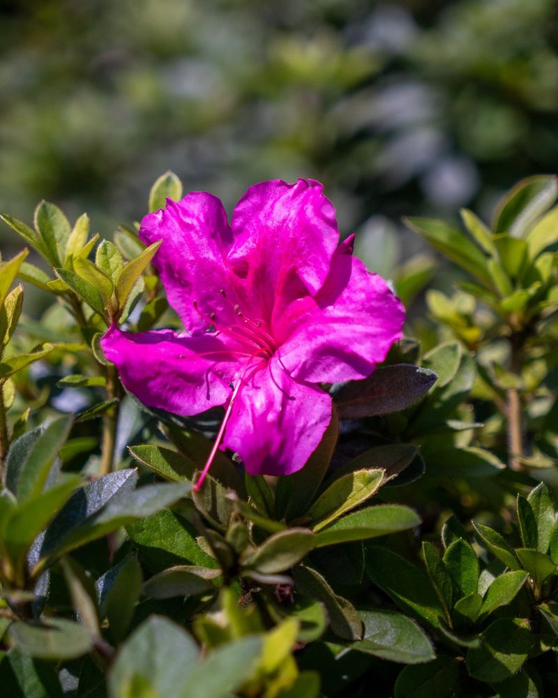 Next Spring's Flowers Are Already Taking Shape