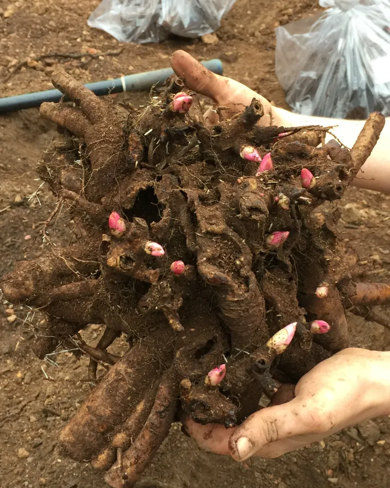Next Spring's Flowers Depend On Getting This Fall Step Right
