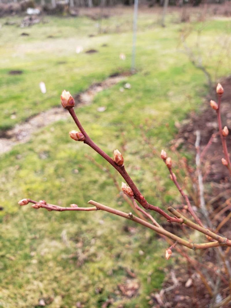 Next Year's Blueberry Crop Is Already Taking Shape Next Year's Blueberry Crop Is Already Taking Shape