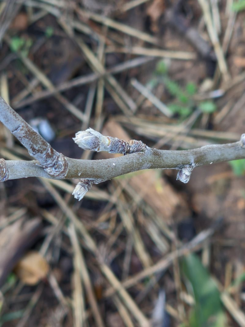 Next Year's Fruit Buds Can Suffer Next Year's Fruit Buds Can Suffer
