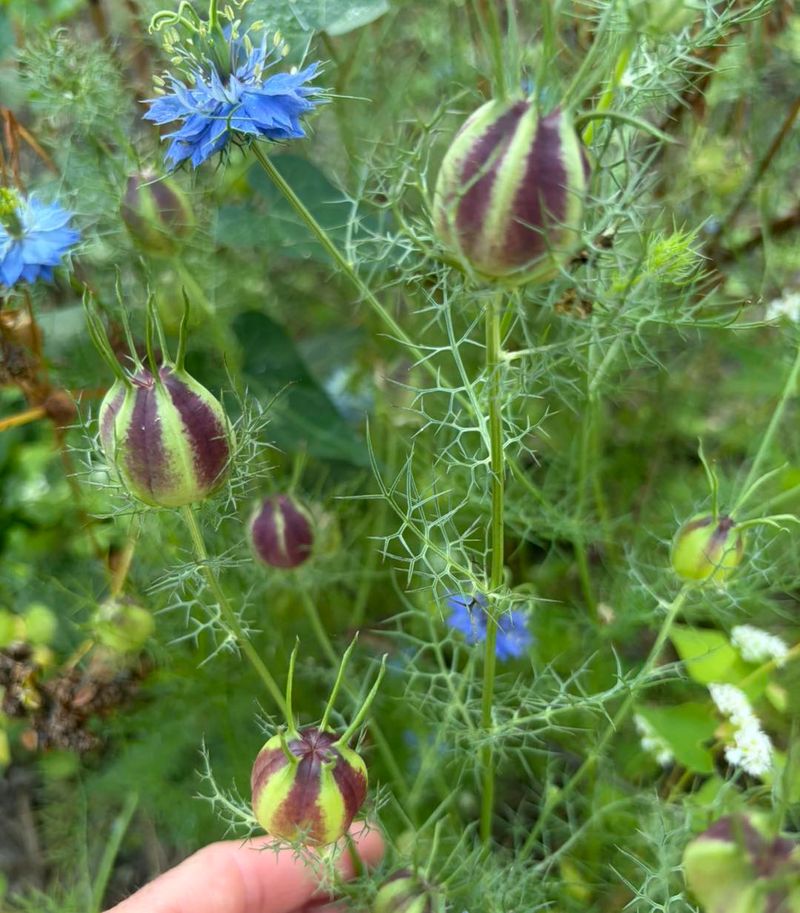 Nigella, The Love-In-A-Mist Balloon Pods