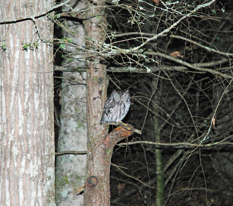 Night Hunting Keeps It Mostly Invisible
