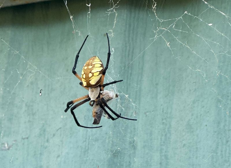 Nightly Rebuilding Of The Orb Web