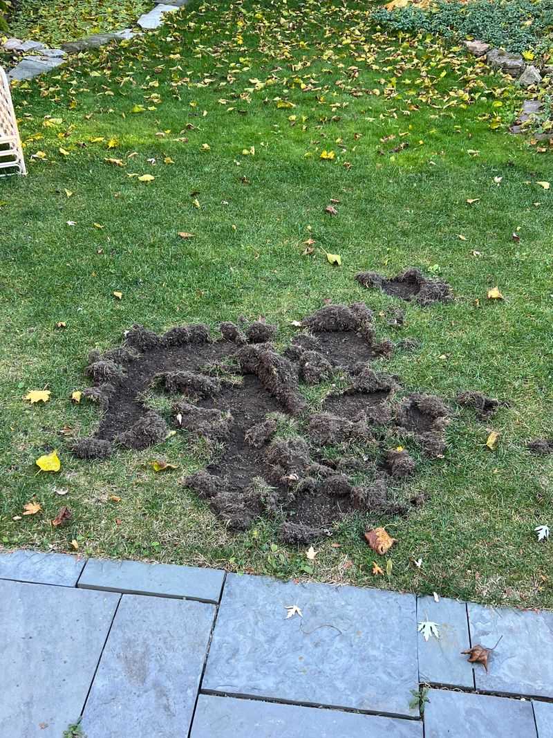Nighttime Digging By Skunks Or Raccoons