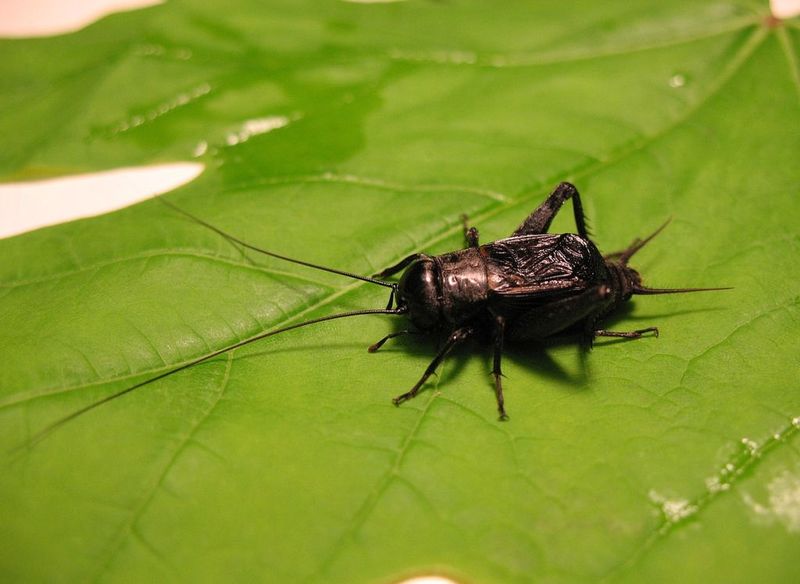 Nighttime Makes Everything Sound Bigger