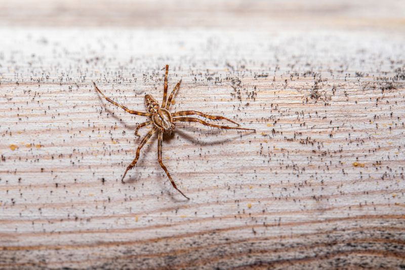 Nighttime Sightings Along Baseboards And Bathroom Floors