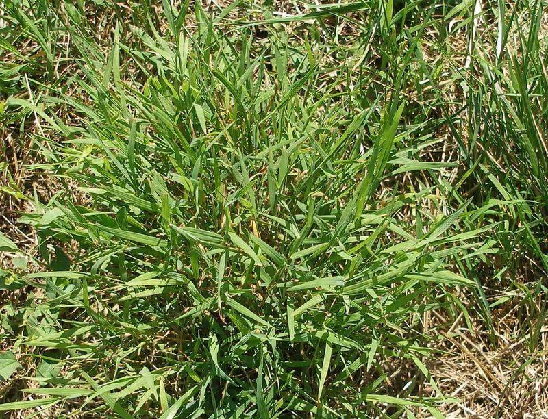 Nimblewill Grows Well In The Same Shady Areas