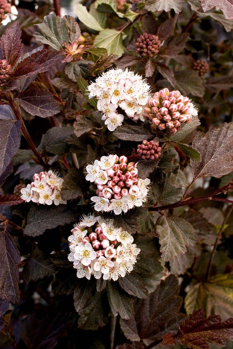 Ninebark Ninebark