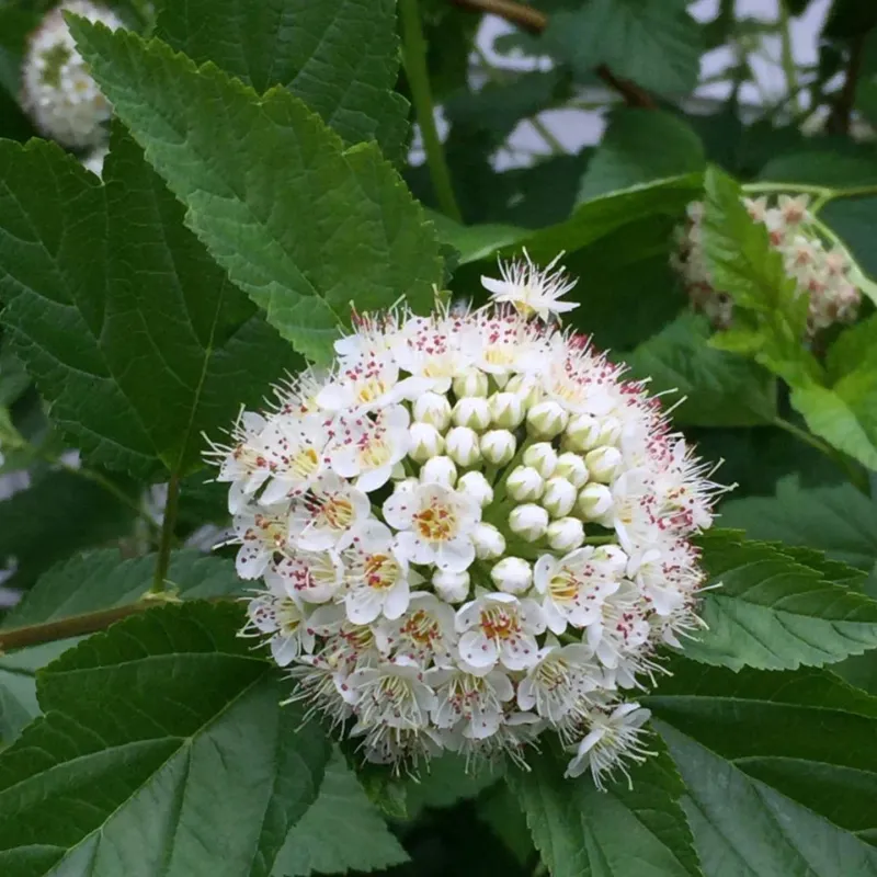 Ninebark