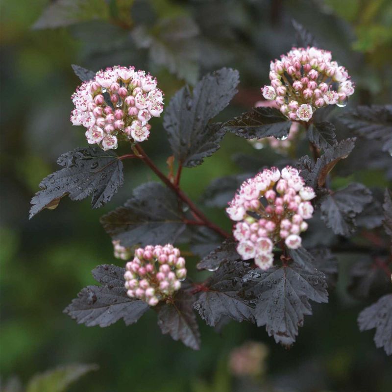 Ninebark Ninebark