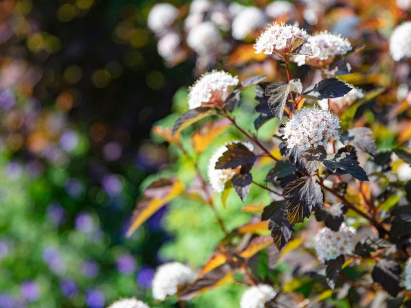 Ninebark Adds Native Cover Without Overcrowding Spaces