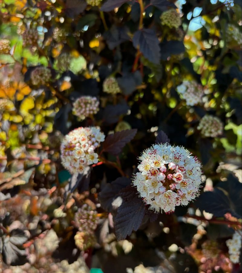 Ninebark Ninebark