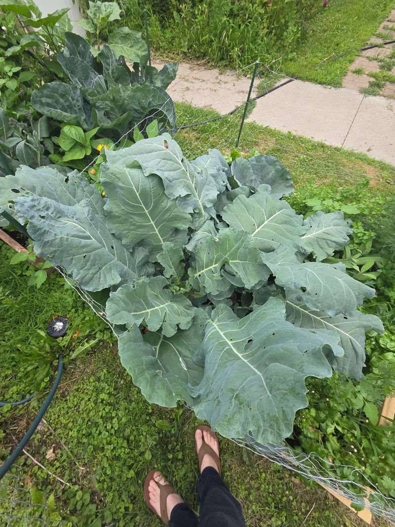 Nitrogen Drives Leaf Growth And Plant Size Nitrogen Drives Leaf Growth And Plant Size