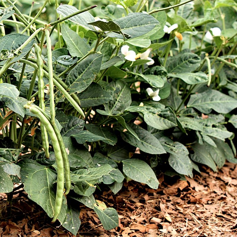 Nitrogen-Fixing Cover Crops Like Black-Eyed Peas and Sunn Hemp
