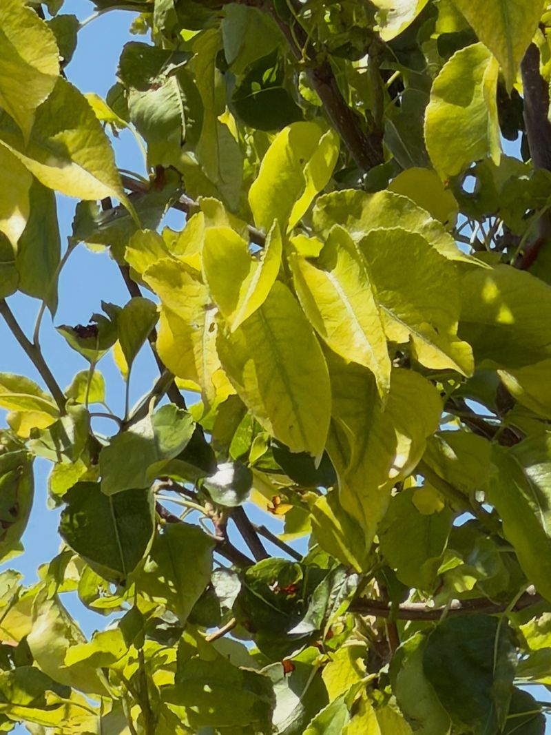Nitrogen Ran Out After A Heavy Fruiting Season