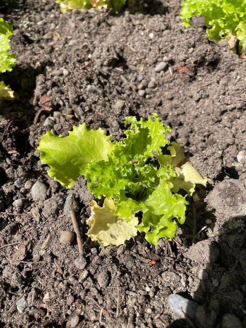Nitrogen Tie-Up And The Hungry Microbe Problem
