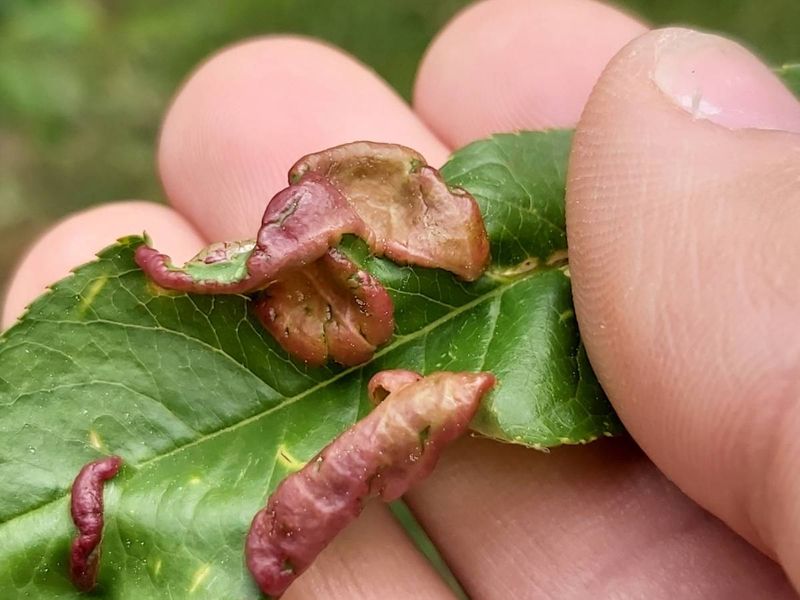 No Spray Can Reverse Leaf Damage Once Symptoms Appear
