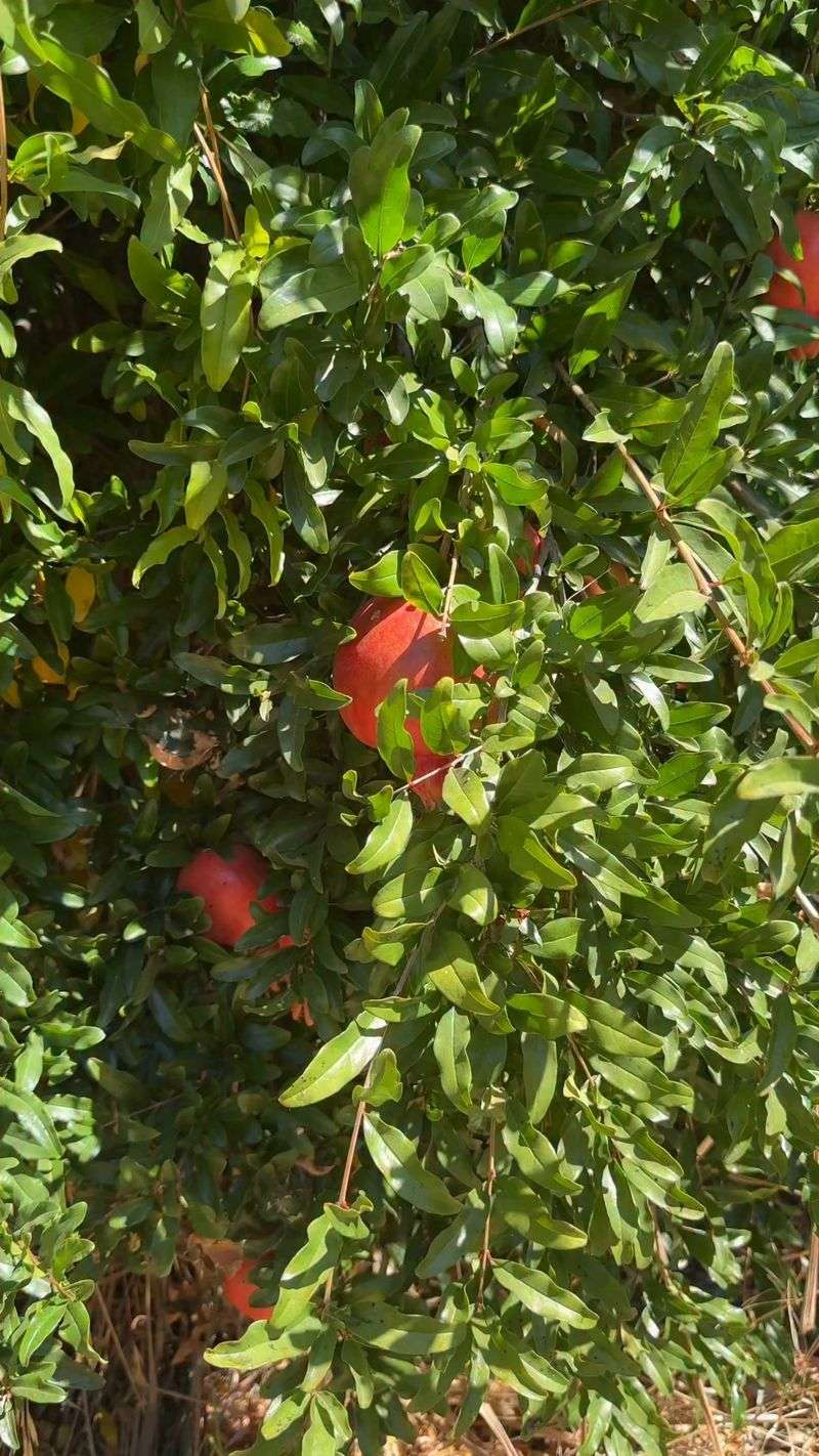 No late-season trick can force fruit to ripen No late-season trick can force fruit to ripen