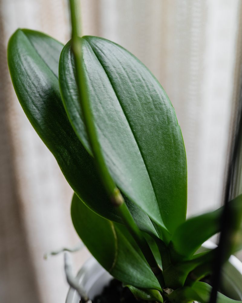 No new spike yet? Read the plant before blaming yourself