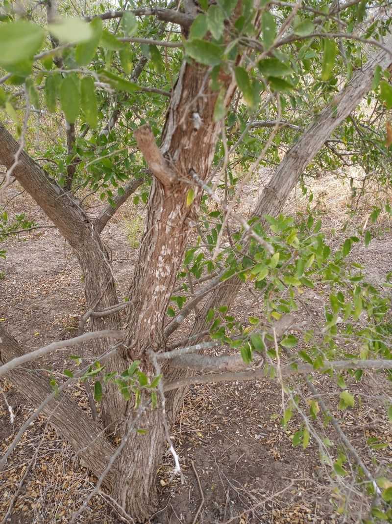 No ordinary landscape plant has proved to repel yard ticks