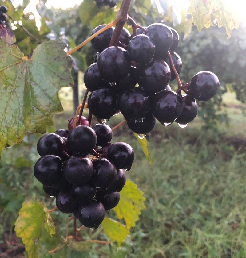 Noble Offers Dark Fruit For Juice And Wine Noble Offers Dark Fruit For Juice And Wine