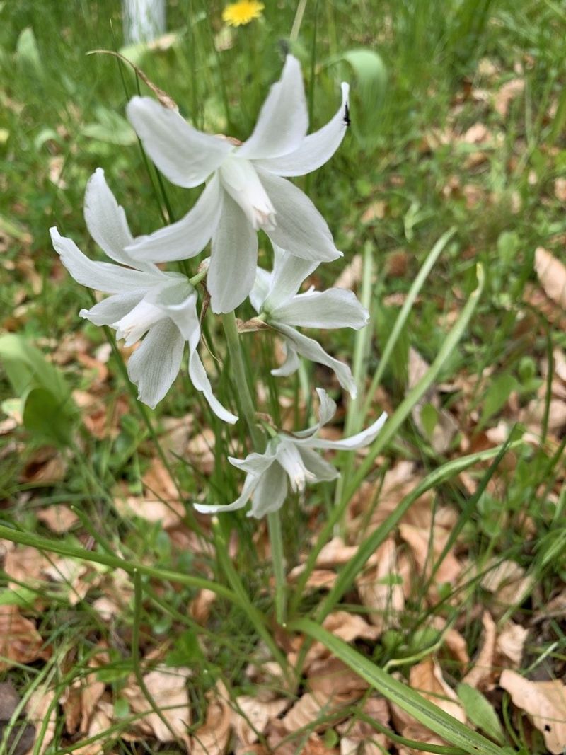 Nodding Star-Of-Bethlehem Spreads Through Bulblets