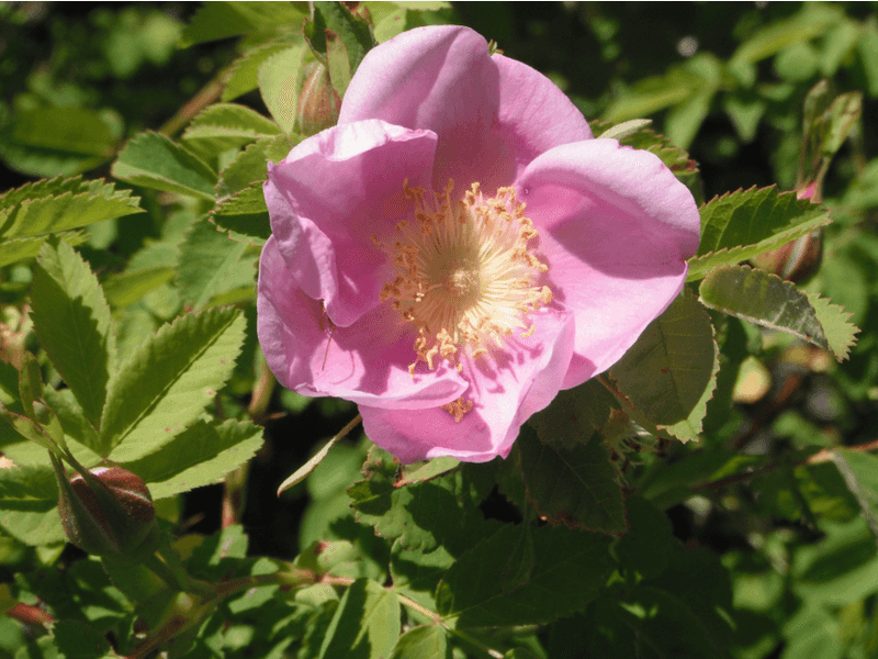 Nootka Rose (Rosa nutkana)